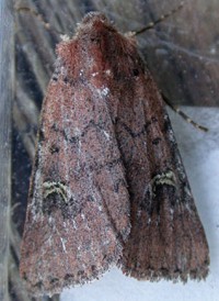 Fringed Dart